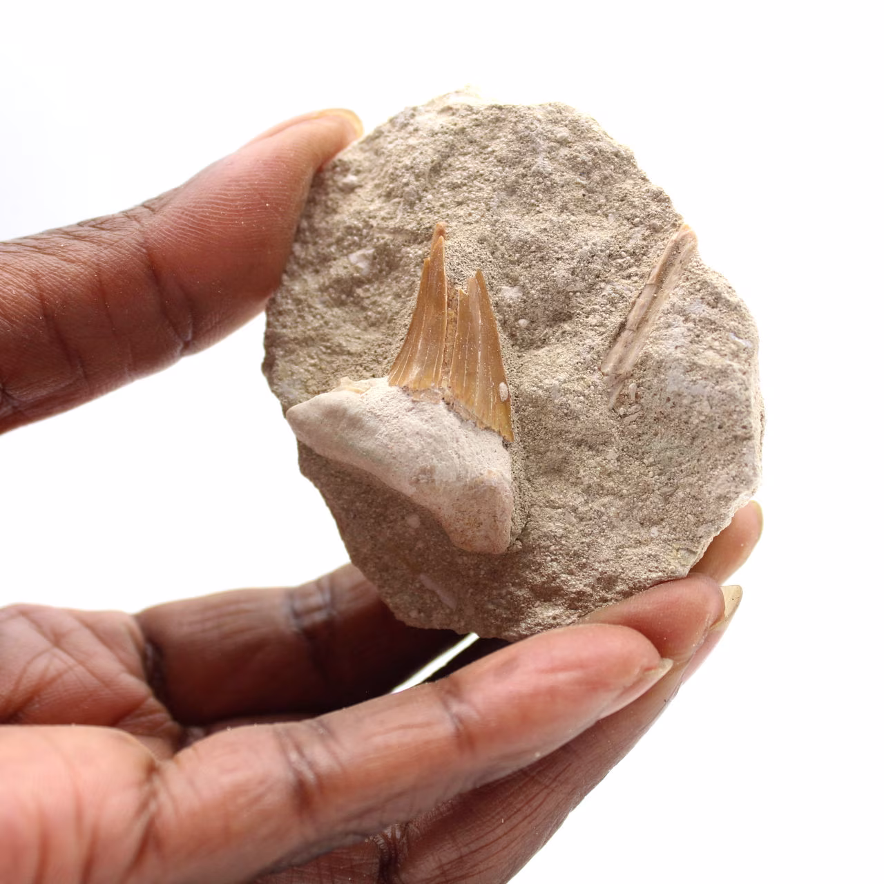 Fossil tooth of Otodus