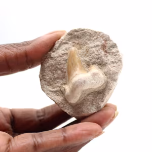 Fossil tooth of Otodus