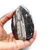 Fossil Orthoceras from Morocco - 1