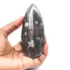 Fossil Orthoceras - 1