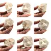 Fossil tooth of Otodus from Morocco - 0