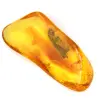 Fossil Yellow Amber from the Baltic – Authentic Pebble - 2