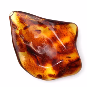 Polished Lithuanian Amber: Pebble for Fossil Collection