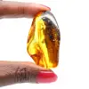 Lithuanian Amber: Aesthetically Polished Pebble for Collections - 1