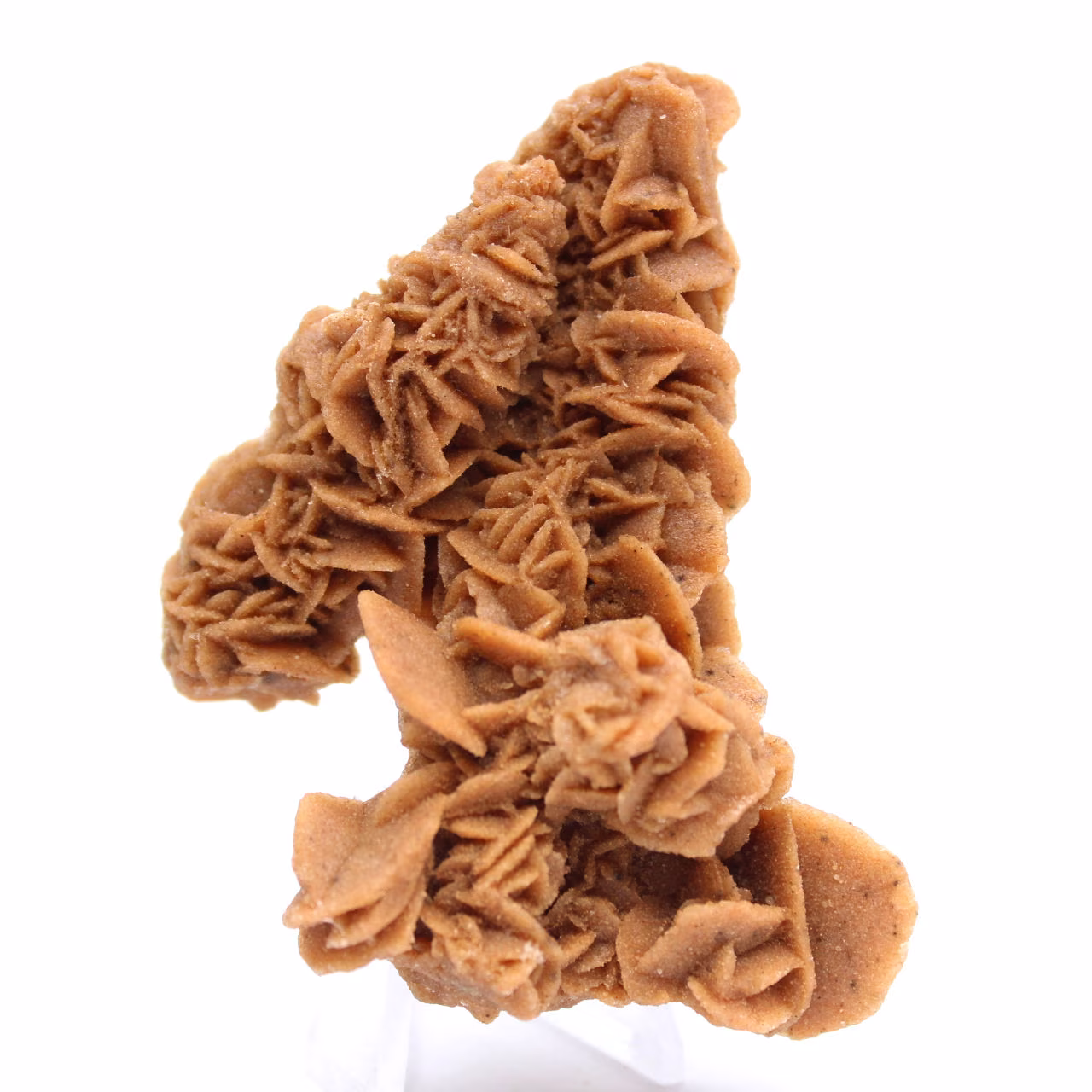 Unique specimen of sand rose