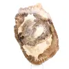 Petrified wood ornament, polished slice, collector's item, Madagascar - 1