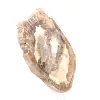 Petrified wood ornament, polished slice, collector's item, Madagascar - 3