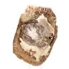 Petrified wood ornament, polished slice, collector's item, Madagascar - 4