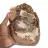 Petrified wood ornament, polished slice, collector's item, Madagascar