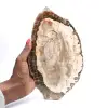 Petrified wood (slice), polished collector's item, fossil from Madagascar - 0
