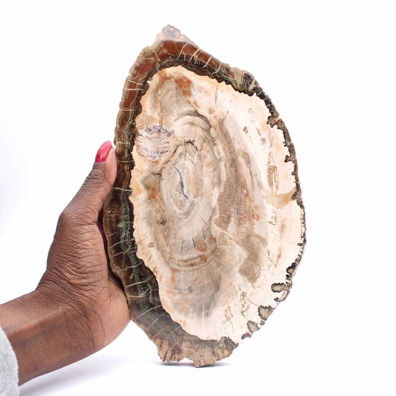 Petrified wood (slice), polished collector's item, fossil from Madagascar