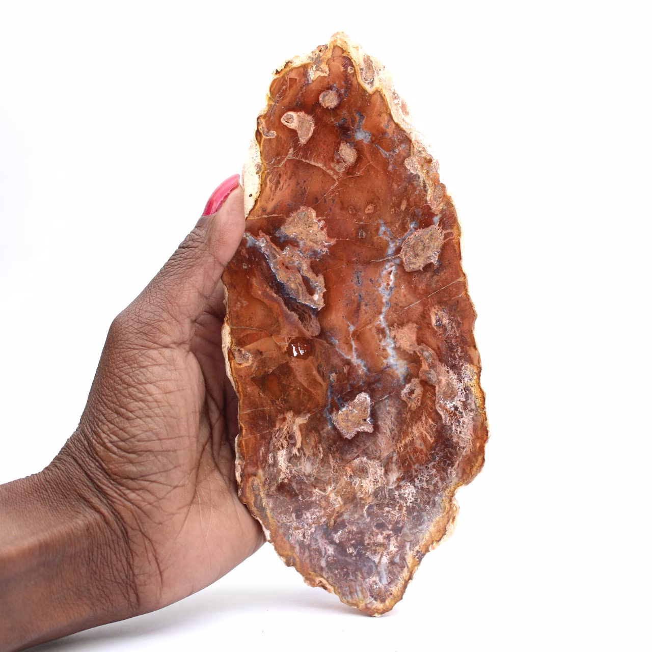 Polished petrified wood slice, small fossil ornament, Madagascar