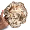 Polished petrified wood slice, tree fossil, Madagascar collection - 0