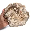 Large slice of polished fossilized wood, unique ornament, Madagascar - 0