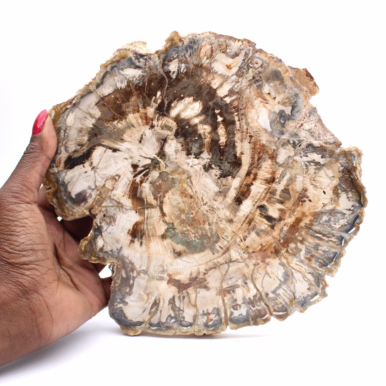 Large slice of polished fossilized wood, unique ornament, Madagascar