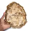Large slice of polished petrified wood, solid fossil collector's item, Madagascar - 0