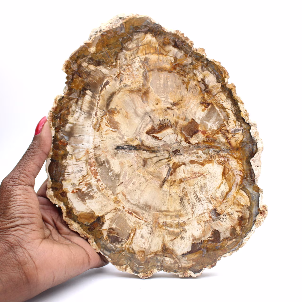 Large slice of polished petrified wood, solid fossil collector's item, Madagascar