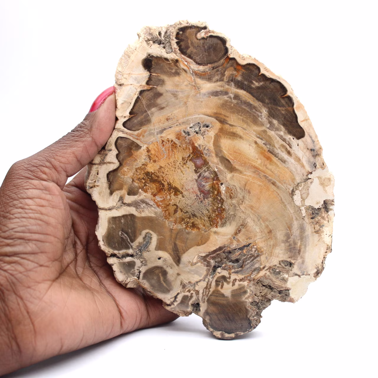 Polished fossil wood slice, decorative specimen, from Madagascar