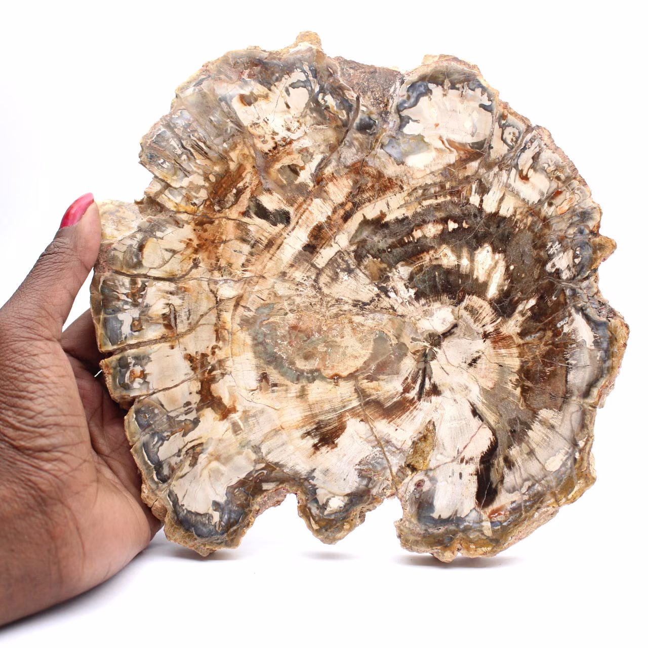 Fossilized wood (slice), polished ornament, collector's item, Madagascar