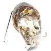 Polished Collectible Ammonite from Madagascar - Authentic Decorative Specimen - 2