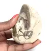Ammonite Specimen from Madagascar - Polished Fossil for Collectors - 0