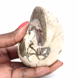 Ammonite Specimen from Madagascar - Polished Fossil for Collectors