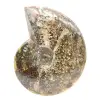 Polished Fossil Ammonite from Madagascar - Narrow and Slender Specimen - 1