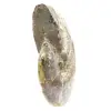 Polished Fossil Ammonite from Madagascar - Narrow and Slender Specimen - 2