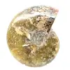 Polished Fossil Ammonite from Madagascar - Narrow and Slender Specimen - 4