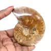 Polished Ammonite Fossil - Natural Stone from Madagascar for Collectors - 0
