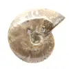 Polished Fossil Ammonite - Decoration and Paleontological Science - 1