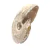 Polished Fossil Ammonite - Decoration and Paleontological Science - 2