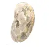 Polished Fossil Ammonite - Decoration and Paleontological Science - 3