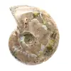 Polished Fossil Ammonite - Decoration and Paleontological Science - 4