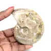 Polished Fossil Ammonite - Decoration and Paleontological Science - 0