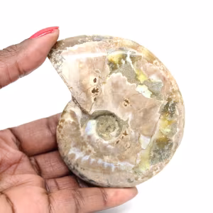 Polished Fossil Ammonite - Decoration and Paleontological Science