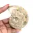 Polished Fossil Ammonite - Decoration and Paleontological Science