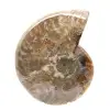 Polished Fossil Ammonite - Magnificent Natural Stone for Decoration - 1