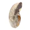 Polished Fossil Ammonite - Magnificent Natural Stone for Decoration - 2