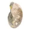 Polished Fossil Ammonite - Magnificent Natural Stone for Decoration - 3