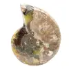 Polished Fossil Ammonite - Magnificent Natural Stone for Decoration - 4