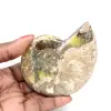 Polished Fossil Ammonite - Magnificent Natural Stone for Decoration - 0