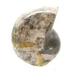 High-Quality Polished Fossil Ammonite - Natural Decorative Piece - 1