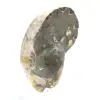 High-Quality Polished Fossil Ammonite - Natural Decorative Piece - 2