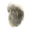 High-Quality Polished Fossil Ammonite - Natural Decorative Piece - 3