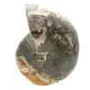 High-Quality Polished Fossil Ammonite - Natural Decorative Piece - 4