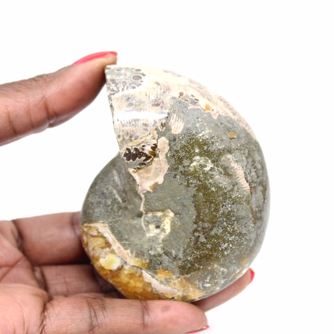 High-Quality Polished Fossil Ammonite - Natural Decorative Piece