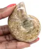 Polished Ammonite for Collectors - Fossil Treasure from Madagascar (100g) - 0