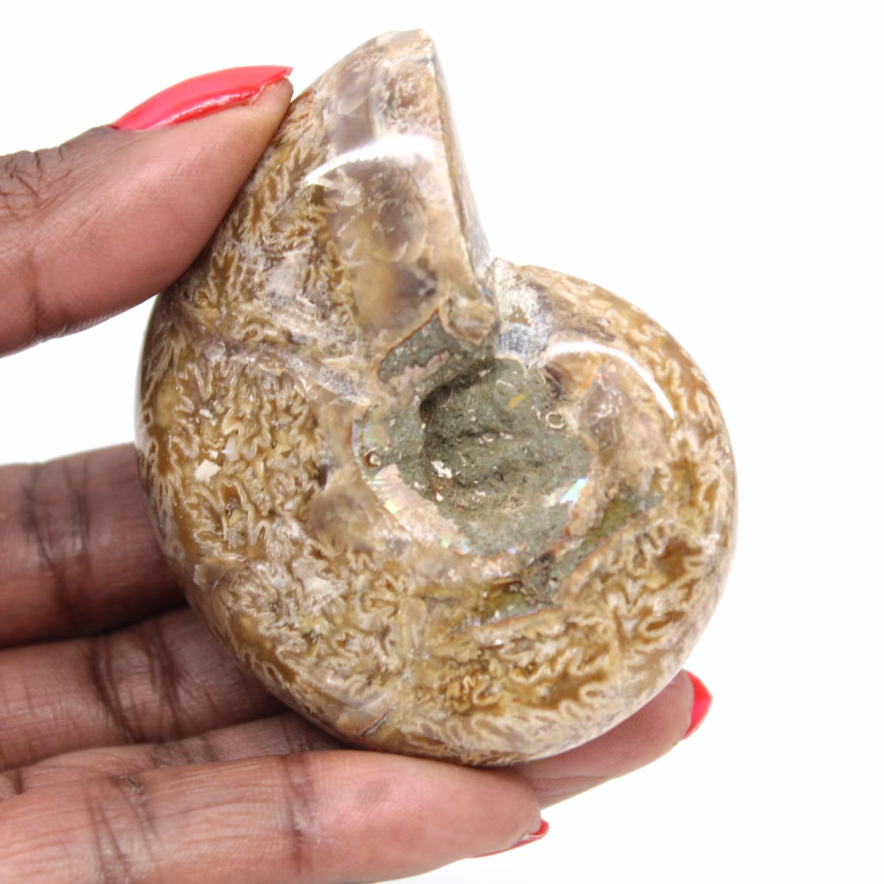 Polished Ammonite for Collectors - Fossil Treasure from Madagascar (100g)