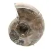 Polished Ammonite - Small Collector's Specimen from Madagascar (80g) - 1